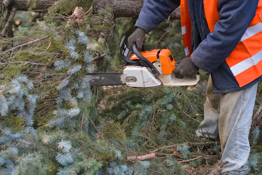 Affordable Tree Removal Service Durham, NC Affordable Tree Removal Service Durham, NC