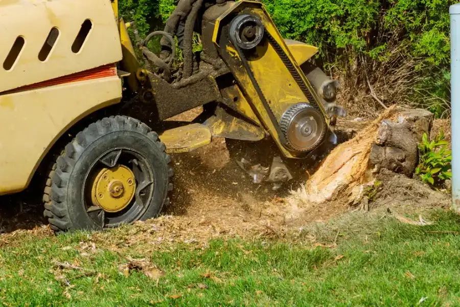 How Stump Grinding Affects Soil And Plant Health Durham, NC How Stump Grinding Affects Soil And Plant Health Durham, NC