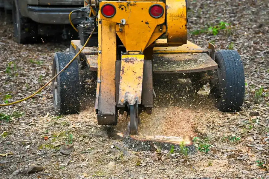 How Stump Grinding Affects Soil And Plant Health in Durham, NC How Stump Grinding Affects Soil And Plant Health in Durham, NC