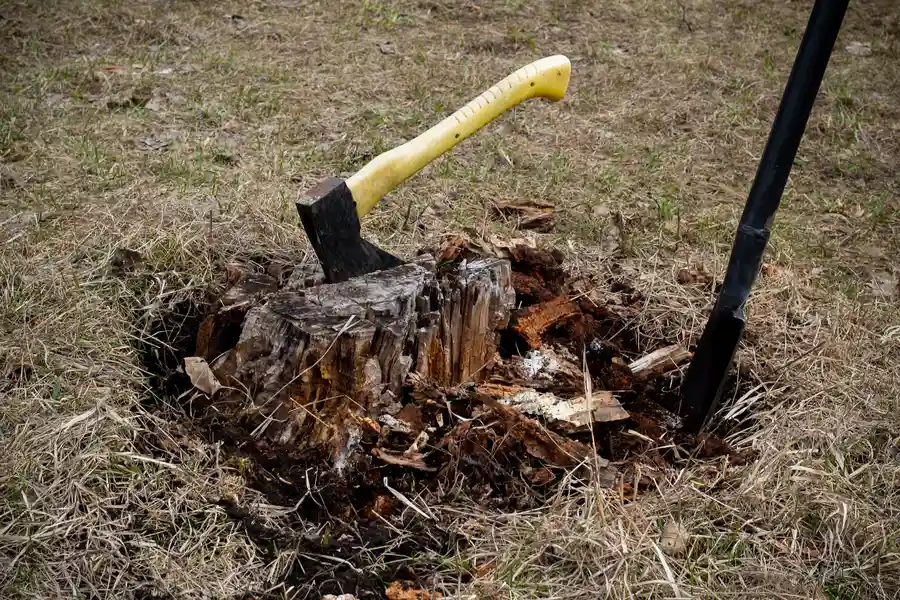 How To Determine If Stump Removal Is Right For Your Yard Durham, NC How To Determine If Stump Removal Is Right For Your Yard Durham, NC