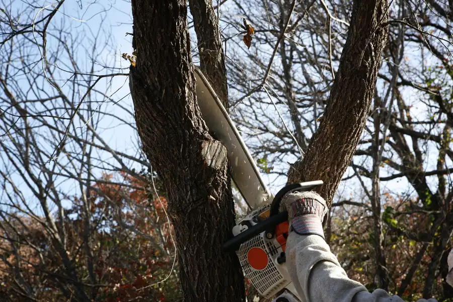 Key Benefits Of Hiring Licensed Tree Removal Professionals Durham, NC Key Benefits Of Hiring Licensed Tree Removal Professionals Durham, NC