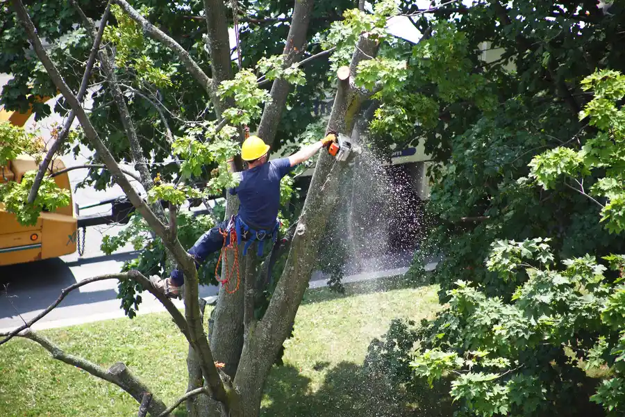 Key Benefits Of Hiring Licensed Tree Removal Professionals in Durham, NC Key Benefits Of Hiring Licensed Tree Removal Professionals in Durham, NC