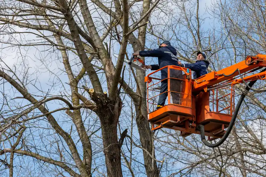 Local Tree Removal Service Durham, NC Local Tree Removal Service Durham, NC