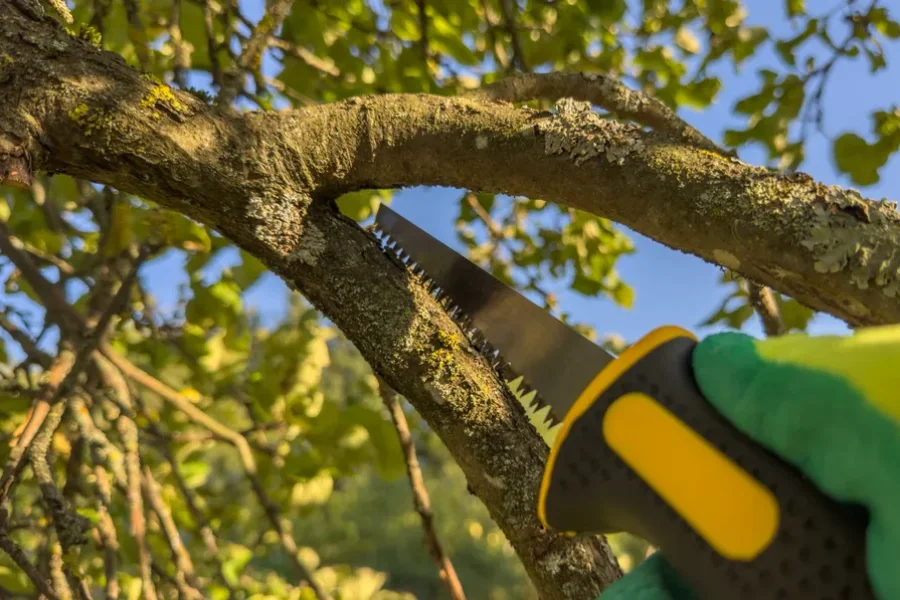 Reliable Tree Trimming Services Durham, NC Reliable Tree Trimming Services Durham, NC