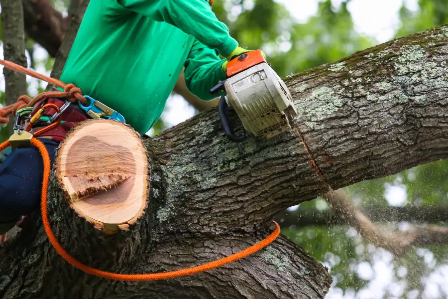 Reputable Tree Trimming Services Durham, NC Reputable Tree Trimming Services Durham, NC