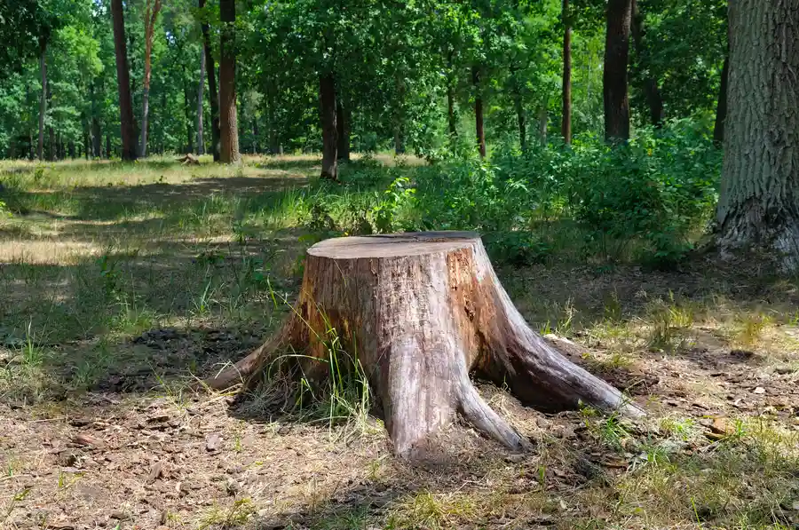Why Diy Stump Removal Can Be Dangerous For Homeowners Durham, NC Why Diy Stump Removal Can Be Dangerous For Homeowners Durham, NC